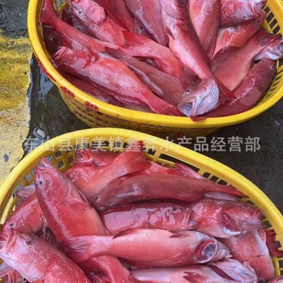 新鲜东星斑批发生猛鲜活急冻供应酒店餐饮深海老虎斑石斑鱼酒席图3