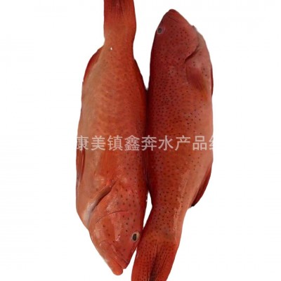 新鲜东星斑批发生猛鲜活急冻供应酒店餐饮深海老虎斑石斑鱼酒席图5