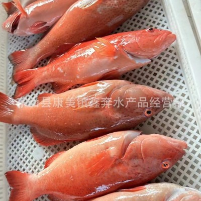 新鲜东星斑批发生猛鲜活急冻供应酒店餐饮深海老虎斑石斑鱼酒席图4
