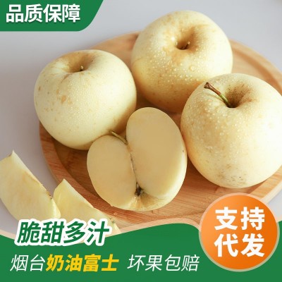山东烟台黄金奶油富士苹果新鲜当季采摘冰糖心 脆甜多汁 批发代发图3