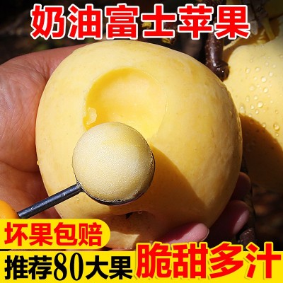 山东红富士苹果冰糖心奶油爆甜牛奶苹果黄金奶油图4