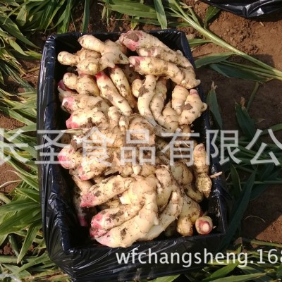 潍坊厂家销售风干姜 出口多规格风干姜 欢迎来电咨询图3