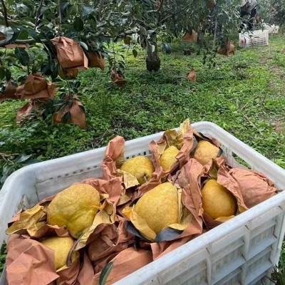 中华丑梨软糯香甜多汁新鲜水果太婆梨山东特产支持代发图4