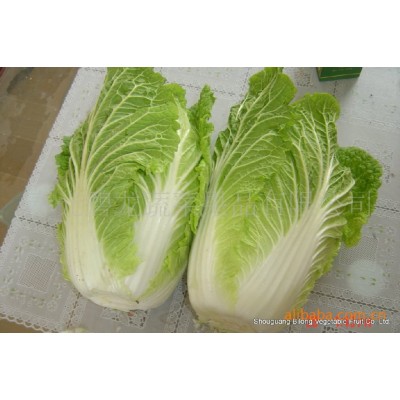 供应新季节产地品质优良价格优惠山东保鲜大白菜