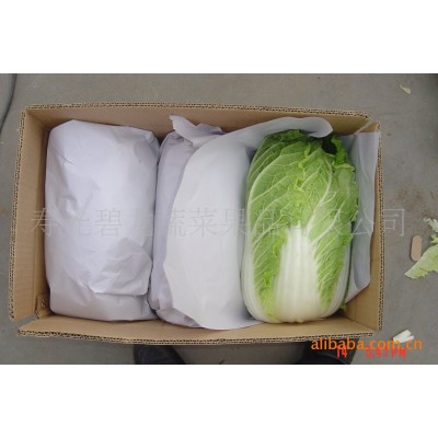 供应新季节产地品质优良价格优惠山东保鲜大白菜图2