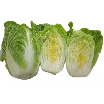 供应新季节产地品质优良价格优惠山东保鲜大白菜图4