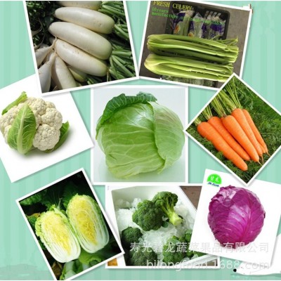 供应新季节产地品质优良价格优惠山东保鲜大白菜图3