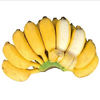 广西小米蕉迷你小香蕉应季水果现采现发产地直供3斤5斤9斤装