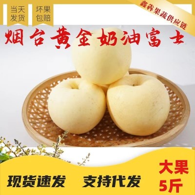 山东烟台黄金奶油富士苹果脆甜多汁礼盒冰糖心水果5斤装支持代发图3