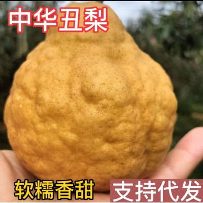 山东莱阳中华丑梨软糯香甜5斤大头啤梨皮薄多汁太婆梨支持代发