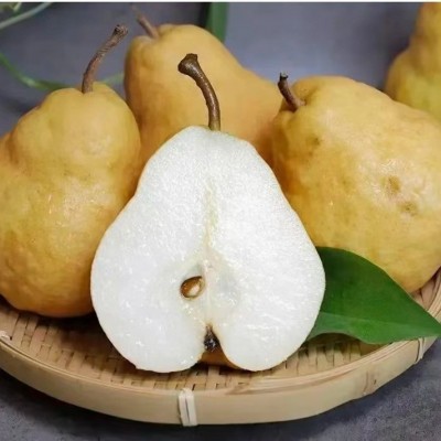 山东莱阳中华丑梨软糯香甜5斤大头啤梨皮薄多汁太婆梨支持代发图4