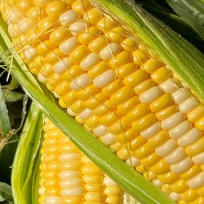 云南金银水果玉米新鲜现摘9甜玉米孕妇超甜即食玉米棒子一件代发图2