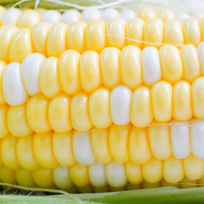 云南金银水果玉米新鲜现摘9甜玉米孕妇超甜即食玉米棒子一件代发图3