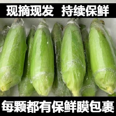 云南金银水果玉米新鲜现摘9甜玉米孕妇超甜即食玉米棒子一件代发