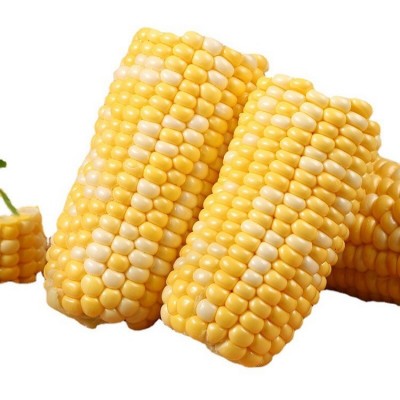 云南金银水果玉米新鲜现摘9甜玉米孕妇超甜即食玉米棒子一件代发图5