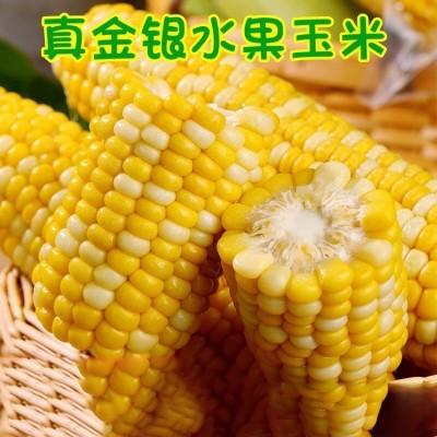 云南金银水果玉米新鲜现摘9甜玉米孕妇超甜即食玉米棒子一件代发图4