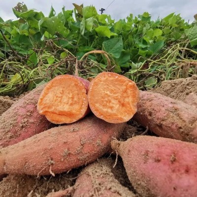六鳌蜜薯新鲜红薯糖心沙地红心番薯整箱农家自种山烤地瓜一件代发图4