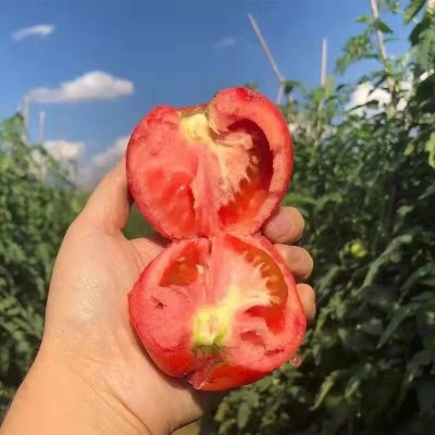 海阳普罗旺斯西红柿整箱新鲜沙瓤番茄现摘现发可生吃西红柿图5