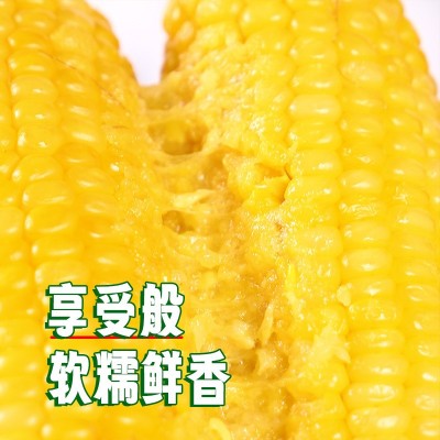 东北黄玉米棒整箱8根220克粗粮香甜软糯真空独立包装电商代发玉米图3