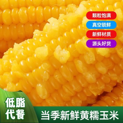 东北黄玉米棒整箱8根220克粗粮香甜软糯真空独立包装电商代发玉米图2