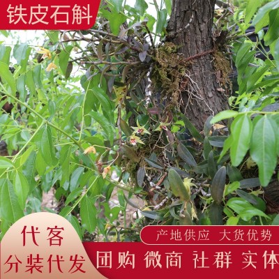 云南新鲜石斛 铁皮石斛榨汁 生鲜石斛条批发产地货源代发 大货供销图5