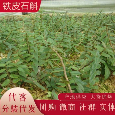 云南新鲜石斛 铁皮石斛榨汁 生鲜石斛条批发产地货源代发 大货供销图4