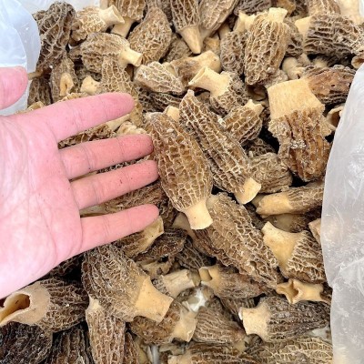 冰鲜冻羊肚菌 云南山珍土特产菌菇火锅香菇食材一斤批发野生蘑菇图2