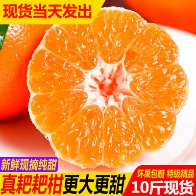 四川特级春见耙耙柑粑粑柑10斤橘子甜当季整箱新鲜水果丑柑桔包邮图5