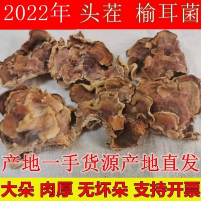 产地直发头茬级肉厚榆耳菌素食榆菇灵芝菇黄侧耳营养素食菌汤菇