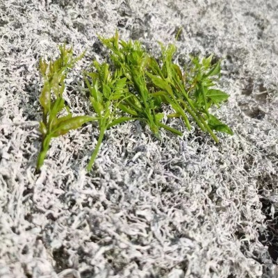 藤茶500克恩施来凤龙须藤茶厂家大货批发 土家原产硒地莓茶嫩芽尖图3