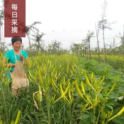 新黄花菜干货金针菜忘忧草直条黄花菜产地厂家现货批发图2