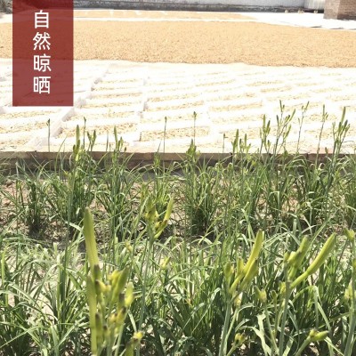 新黄花菜干货金针菜忘忧草直条黄花菜产地厂家现货批发图3