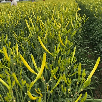 2023年大荔黄花菜金针菜自然晒干产地厂家袋装箱装现货批发图2