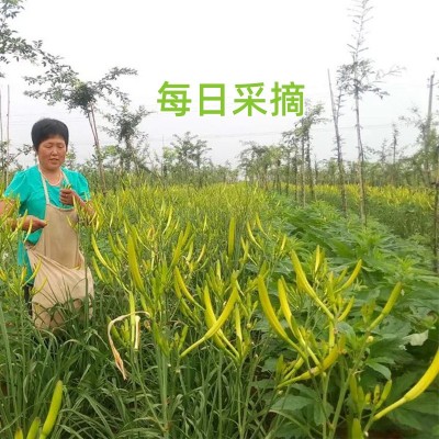 陕西特产2斤/5斤家庭装干黄花菜金针菜直条黄花菜产地现货批发图4