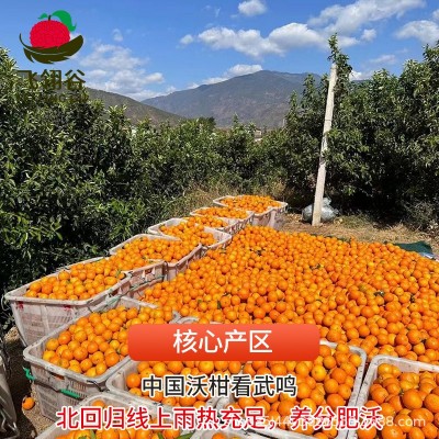 广西武鸣沃柑9斤整箱皇帝沙糖蜜橘桔子橘子当季水果批发一件代发图2