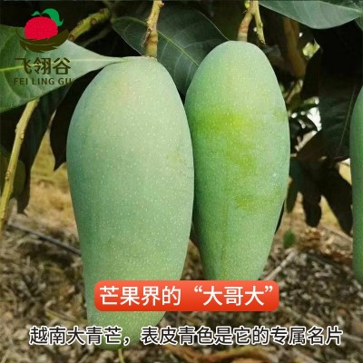 越南大青芒金煌芒应季孕妇水果大脸芒果热带精品水果批发一件代发图2