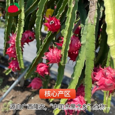 严选金都一号红心火龙果新鲜整箱特大火龙果孕妇水果批发一件代发图2