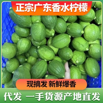 广东香水柠檬新鲜一级果柠檬茶奶茶店用薄青柠檬水果批发一件代发图1