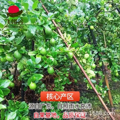 广东香水柠檬新鲜一级果柠檬茶奶茶店用薄青柠檬水果批发一件代发图2