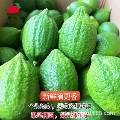 广东香水柠檬新鲜一级果柠檬茶奶茶店用薄青柠檬水果批发一件代发图3