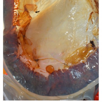渤海绵蜇皮红海蜇皮海蜇青皮鲜脆爽口盐渍海蜇非即食批发净重3斤