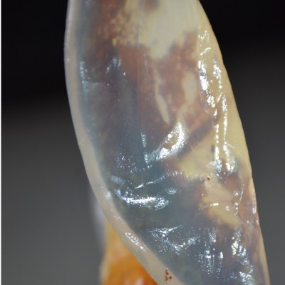 渤海绵蜇皮红海蜇皮海蜇青皮鲜脆爽口盐渍海蜇非即食批发净重3斤图3