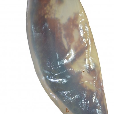 渤海绵蜇皮红海蜇皮海蜇青皮鲜脆爽口盐渍海蜇非即食批发净重3斤图4