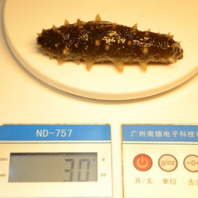 大连冷冻即食海参刺参辽参鲜食海参30克单只真空包装工厂批发