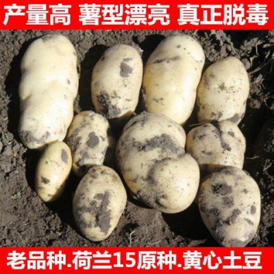 早熟高产脱毒黄皮黄心土豆种子荷兰15大马铃薯洋芋苗籽原种孑批发图3