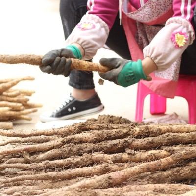 河南焦作温县垆土地铁棍山药新鲜怀山药铁杆淮山药1件1斤 5斤一箱图2