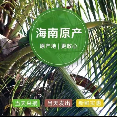 海南椰青新鲜海南椰子4-6斤椰子批发厂家现摘现发免邮 整车代发图4