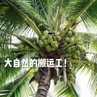 海南椰青新鲜海南椰子4-6斤椰子批发厂家现摘现发免邮 整车代发图3