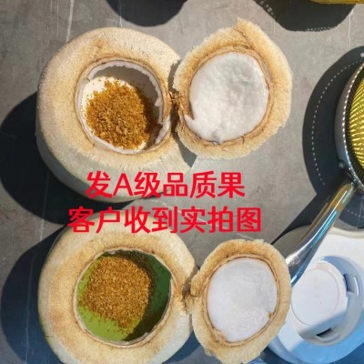 椰青海南椰青去皮新鲜椰子海南文昌现摘青椰果王好果整箱代发免邮图4
