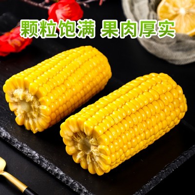 粗粮东北水果玉米棒220g*6真空即食甜玉米棒金色玉米图4